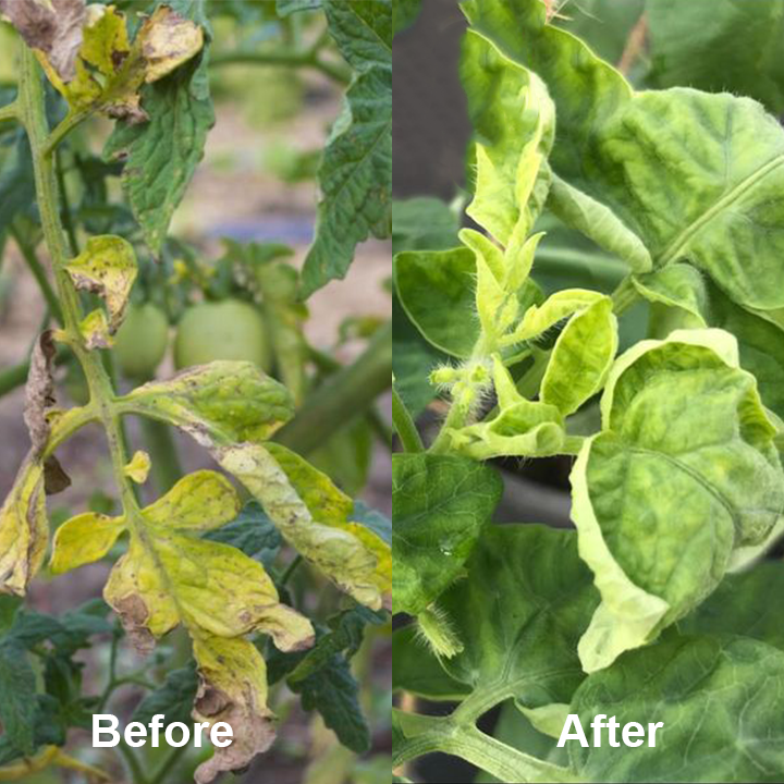 KISSHI™ Chlorophyll Spray ACE 2