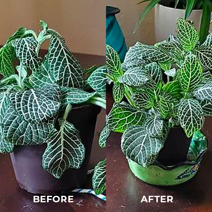 Greenworks™ Universal Slow-Release Organic Fertilizer