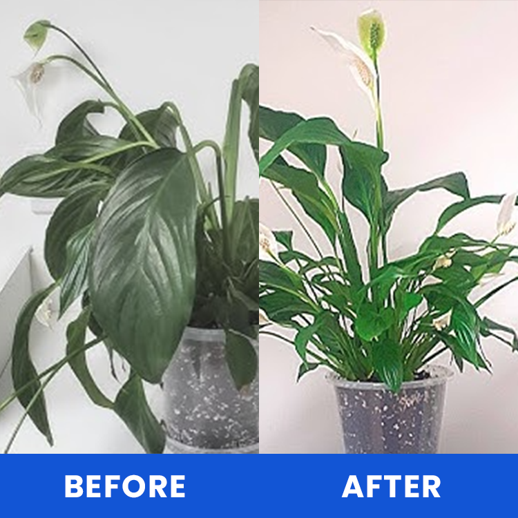 KISSHI™ Anti-Frost Growth Solution for Plants