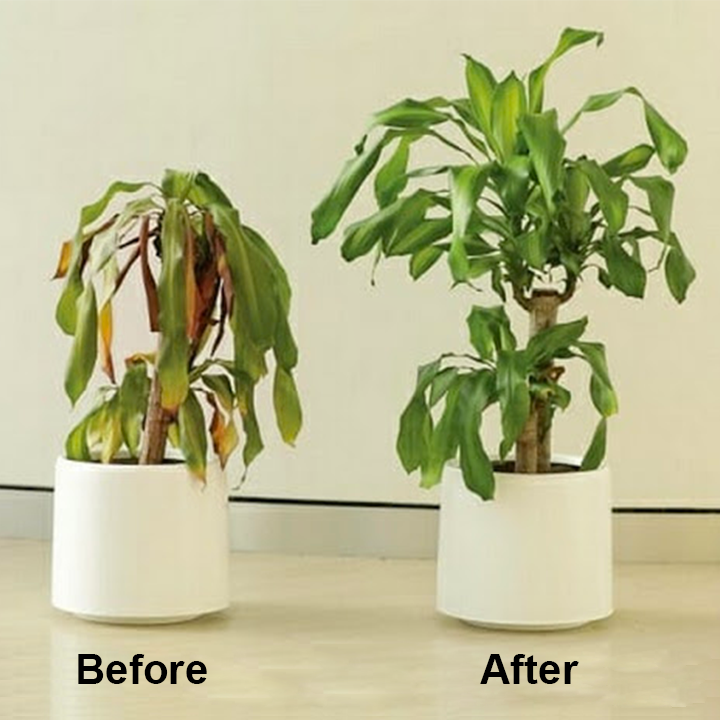 KISSHI™ Chlorophyll Spray ACE 9