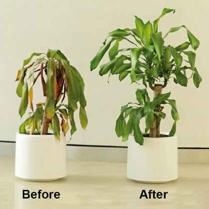 KISSHI™ Chlorophyll Spray ACE 9