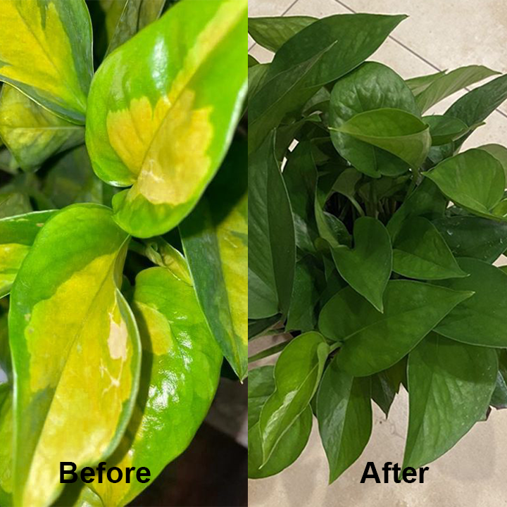 KISSHI™ Chlorophyll Spray ACE 9