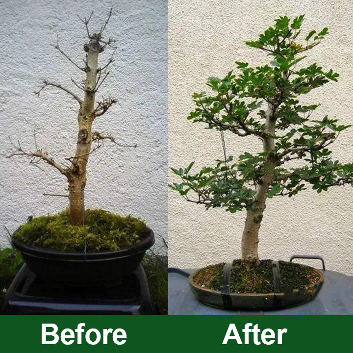 KISSHI™ Plant Vitality Elixir Ultra 01