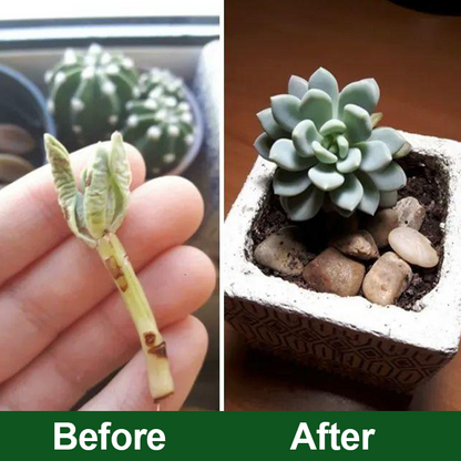 KISSHI™ Plant Vitality Elixir Ultra 01