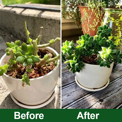 KISSHI™ Plant Vitality Elixir Ultra 01