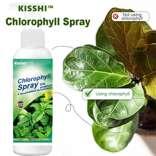 KISSHI™ Chlorophyll Spray ACE