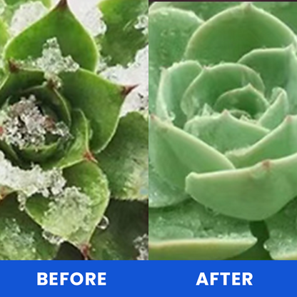 KISSHI™ Anti-Frost Growth Solution for Plants
