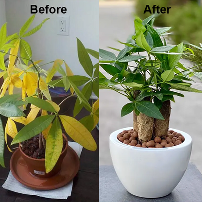 KISSHI™ Chlorophyll Spray ACE 9