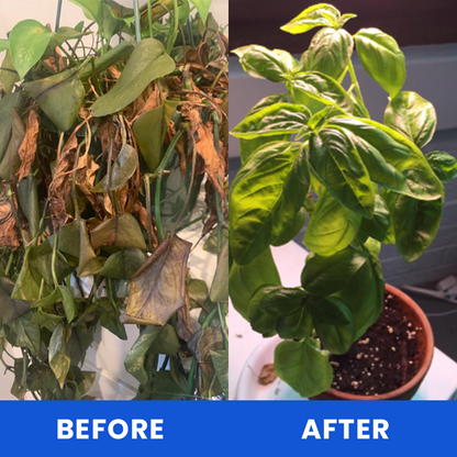 KISSHI™ Anti-Frost Growth Solution for Plants