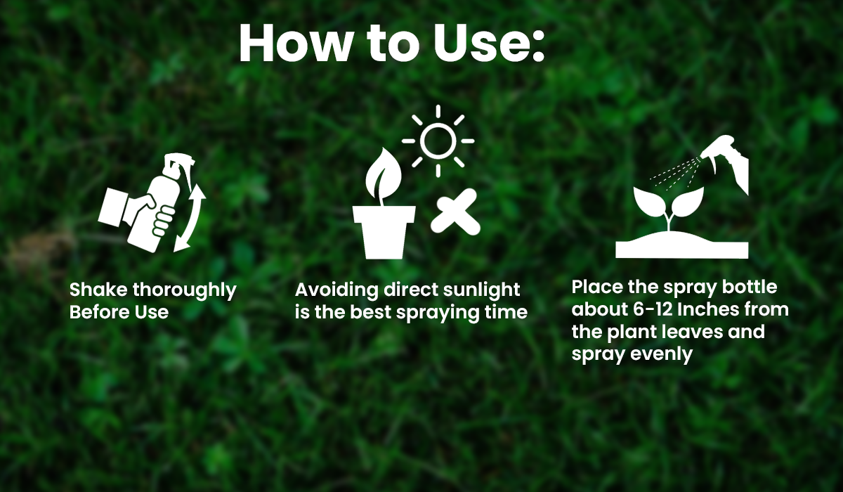 KISSHI™ Chlorophyll Spray NEW