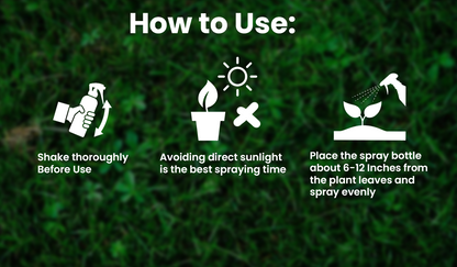 KISSHI™ Chlorophyll Spray NEW