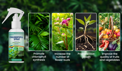 KISSHI™ Chlorophyll Spray NEW