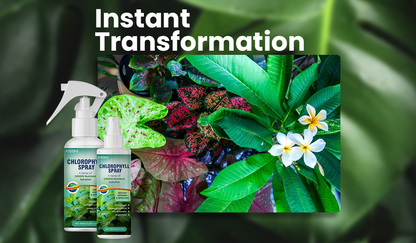 KISSHI™ Chlorophyll Spray NEW