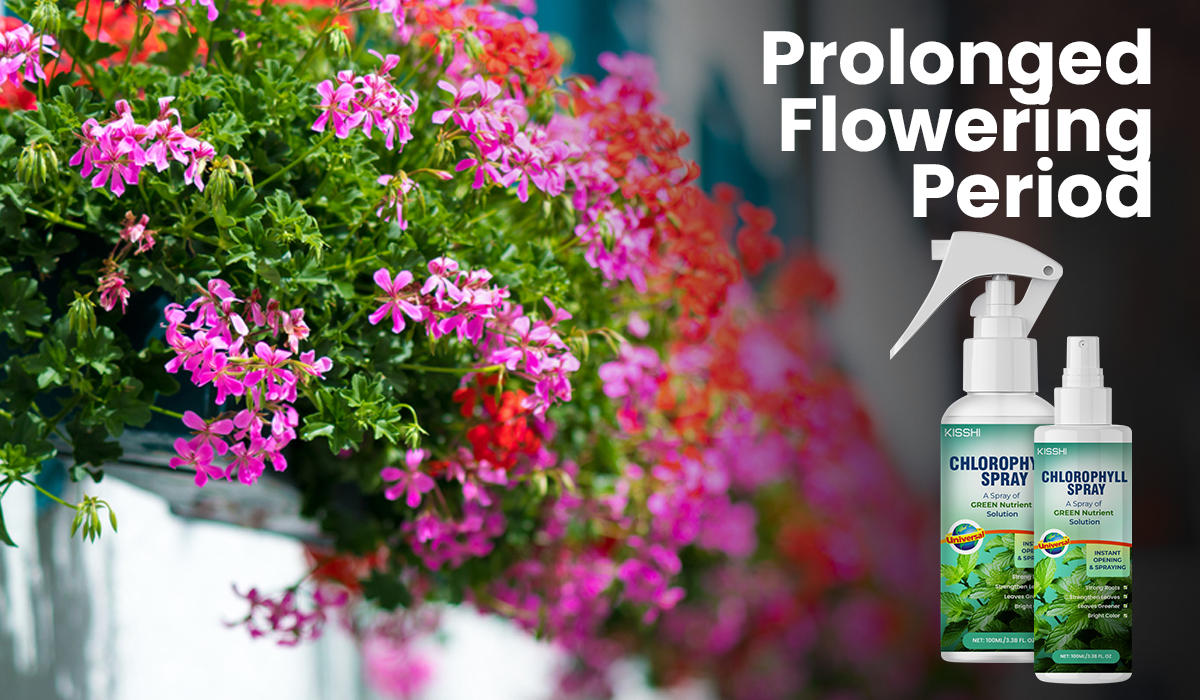KISSHI™ Chlorophyll Spray NEW