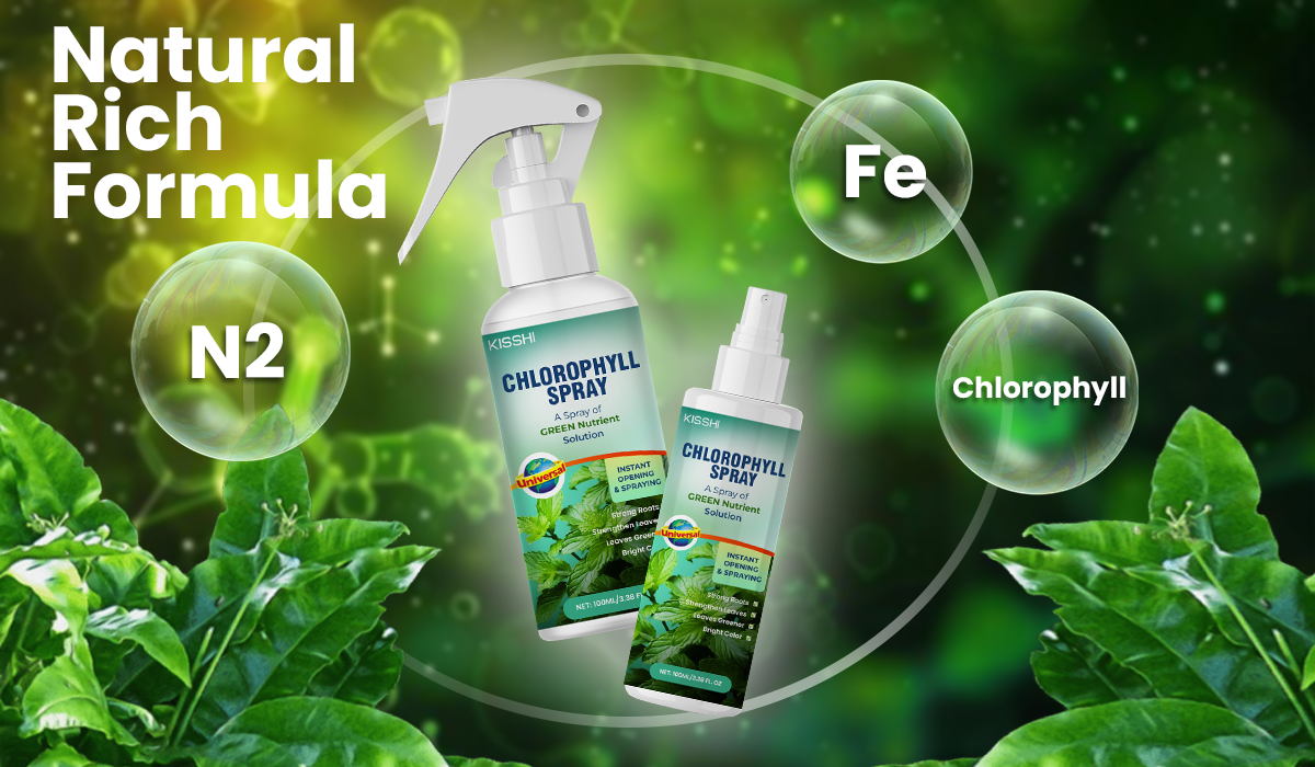 KISSHI™ Chlorophyll Spray NEW