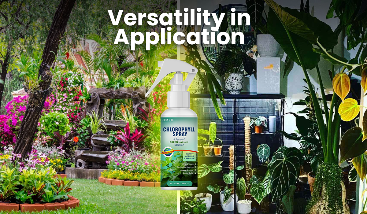 KISSHI™ Chlorophyll Spray NEW