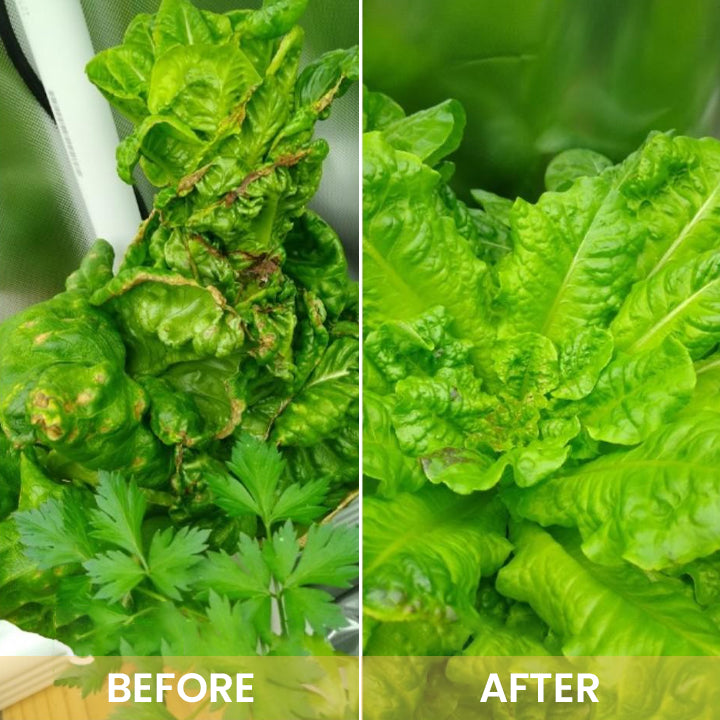 KISSHI™ Hoagland Nutrient Solution D04