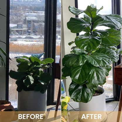 KISSHI™ Hoagland Nutrient Solution D04