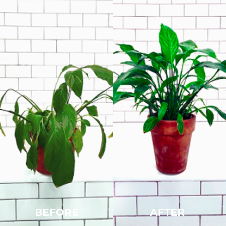 Greenworks™ Universal Slow-Release Organic Fertilizer