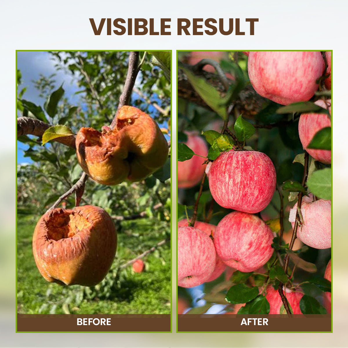 KISSHI™ Soil Pro Activator 🌱